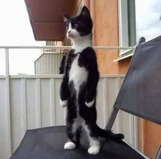 🥱 Katze, stehend, süß, Tier, Kätzchen, schwarz weiß, Haustier telegram sticker
