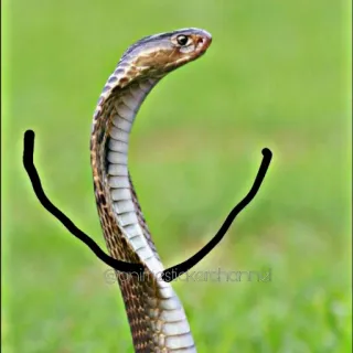 😤 Schlange, Kobra, Tier, Wildtier, Reptil whatsapp sticker