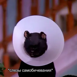 🙁 *слезы самобичевания* bear, cones, humor, animals telegram sticker