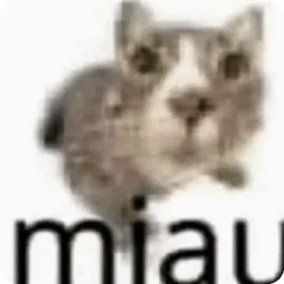 🌟 miau chat, chaton, miaou, animal, mignon telegram sticker