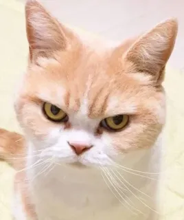 😾 Katze, wütend, grummelig, Haustier, Tier, Katzenartig telegram sticker