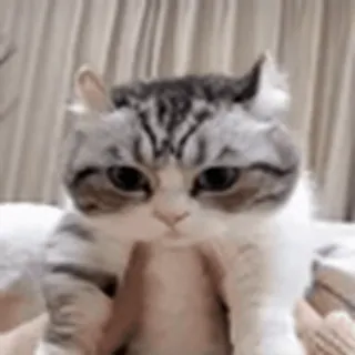 😺