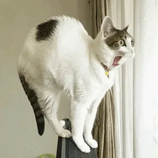 😦 cat, animal, white cat, yawning, domestic animal, pet, mammal telegram sticker
