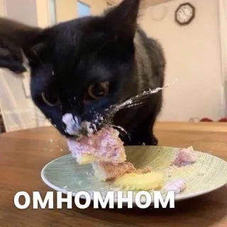 😋 OMHOMHOM แมว, กิน, เค้ก, งั่มๆ, ตลก, น่ารัก whatsapp sticker