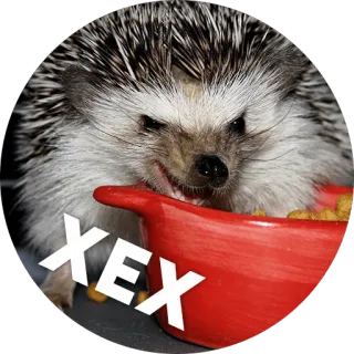 ☺️ XEX hérisson, animal, bol, mignon, animal de compagnie telegram sticker