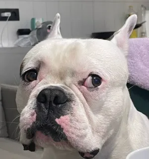 😕 perro, bulldog francés, mascota, animal, blanco, lindo, retrato telegram sticker