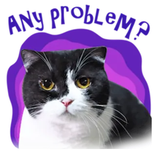 😒 MURR MURR Katze, Haustier, Tier, süß, zahm, Kätzchen telegram sticker