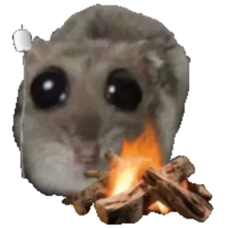 🔥 hamster hamster, campfire, marshmallow, cute, roasting, memes, rodent telegram sticker