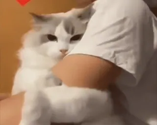 🐈 gato, animal, animal de estimação, fofo, ragdoll, fofo whatsapp sticker