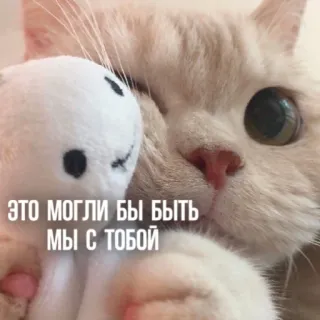 🫂 ЭТО МОГЛИ БЫ БЫТЬ МЫ С ТОБОЙ แมว, น่ารัก, ข้อความ, วลี, รัสเซีย telegram sticker