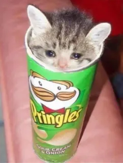 KucingAbil😡 :: @fStikBot whatsapp stickers