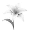 🌷