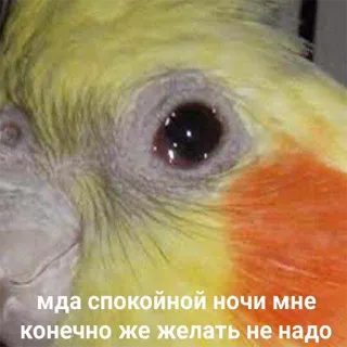 😴 мда спокойной ночи мне конечно же желать не надо vogel, valkparkiet, papegaai, dier, huisdier, verdrietig, russisch telegram sticker