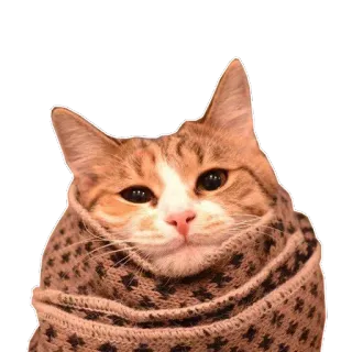 😊 кот, котенок, питомец, животное, шарф, милый, домашнее животное whatsapp sticker