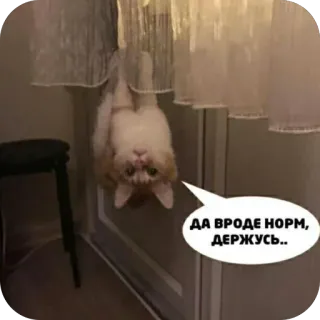 🫥 ДА ВРОДЕ НОРМ, ДЕРЖУСЬ.. telegram sticker