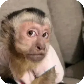 🤨 monkey, animal, cute, primate, mammal telegram sticker