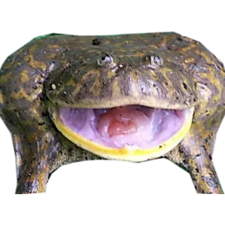 😆 frog, animal, amphibian, nature, wildlife telegram sticker