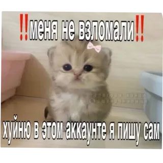 🐱 меня не взломали
хуйню в этом аккаунте я пишу сам anak kucing, kucing, meme, bahasa kasar, bahasa rusia, lucu telegram sticker