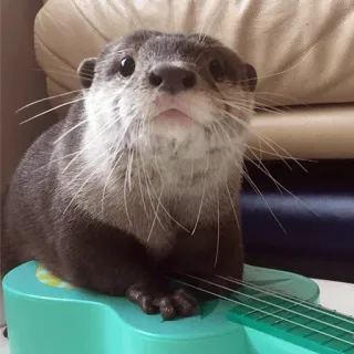 😚 loutre, animal, mignon, ukulele, instrument de musique, mammifère telegram sticker