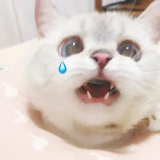 🧸 gatto, gattino, animale domestico, animale, piangere, triste, carino telegram sticker