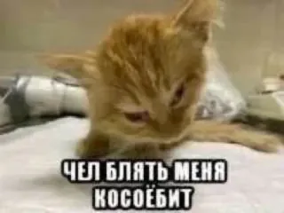 🤔 ЧЕЛ БЛЯТЬ МЕНЯ КОСОЕБИТ gato, meme, ruso, ofensivo whatsapp sticker