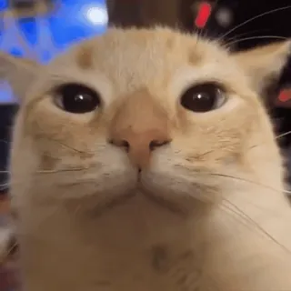 😕 cat, animal, meme, pet, cute, funny telegram sticker