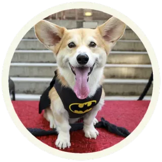 🦇 собака, корги, бэтмен, супергерой, животное, милый, питомец whatsapp sticker