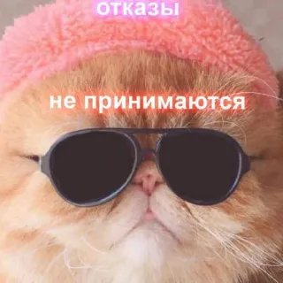 🤪 отказы
не принимаются 猫, サングラス, かわいい, 帽子, いいえ, 拒否 telegram sticker