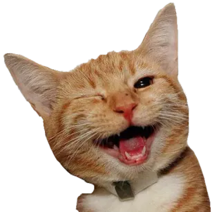 😉 gatto, gattino, animale, animale domestico, felice, arancione, domestico whatsapp sticker