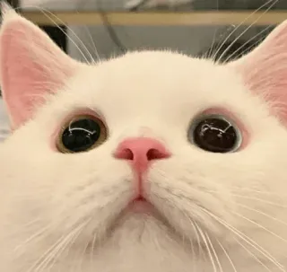🍑 cat, white cat, animal, pet, mammal, close-up, cute, kitten telegram sticker