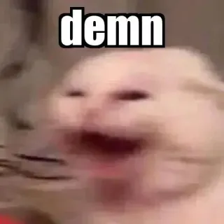 🐈 demn chat, mème, drôle, animal, expression, mince, mème internet whatsapp sticker