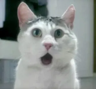 🙀 gatto, sorpreso, scioccato, animale, carino telegram sticker
