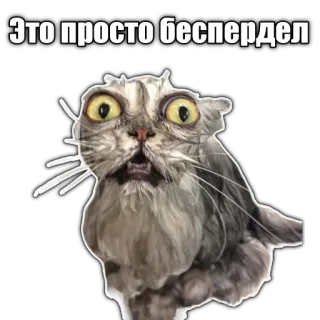 😡 Это просто беспредел cat, meme, funny, russian, animal telegram sticker