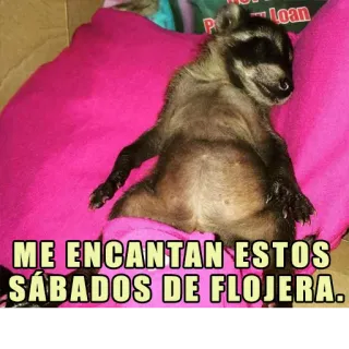 😴 ME ENCANTAN ESTOS SÁBADOS DE FLOJERA. rakun, malas, sabtu, tidur, binatang, lucu whatsapp sticker