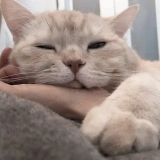 🖇 gato, mascota, animal, lindo, dormilón, gato doméstico whatsapp sticker