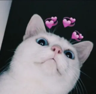 🐱 chat, coeurs, animal, animal de compagnie, chat blanc telegram sticker