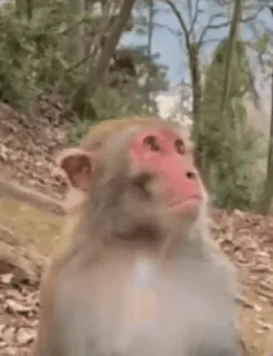 😅 monkey, animal, mammal, primate, wildlife, nature telegram sticker