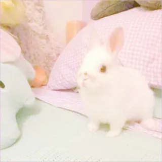 🐰 rabbit, bunny, animal, pet, white, cute whatsapp sticker