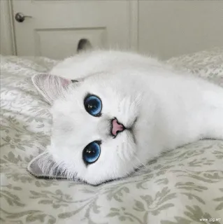 🌝 gato, gato branco, olhos azuis, animal, animal de estimação, fofo, animal doméstico whatsapp sticker