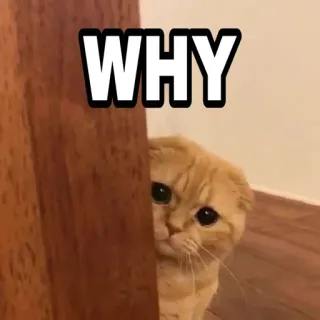 🍁 WHY Katze, süß, Frage, Meme, lustig telegram sticker