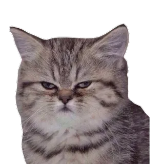 😡 кот, животное, питомец, кошачий, домашний кот, мем whatsapp sticker