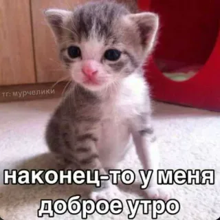 😜 наконец-то у меня доброе утро 小猫, 猫, 可爱, 早上好, 动物, 宠物 telegram sticker