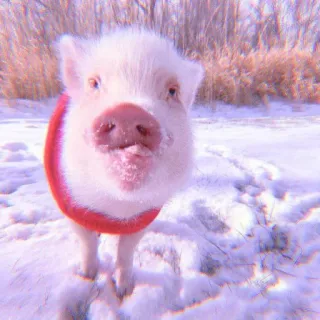 🐽 pig, animal, snow, winter, cute, pet telegram sticker