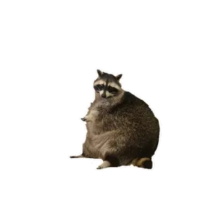 ⚽️ Waschbär, Tier, Säugetier, Wildtier, Müllpanda telegram sticker