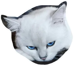 😒 แมว, แมวขาว, สัตว์, สัตว์เลี้ยง, สติกเกอร์, ตาสีฟ้า telegram sticker