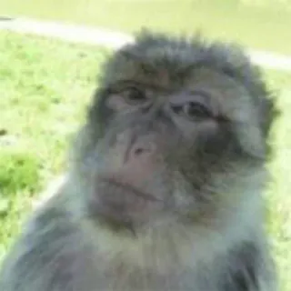 👀 singe, grand singe, animal, primate, faune telegram sticker