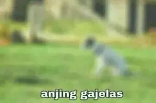 🍑 anjing gajelas pies, zwierzę telegram sticker