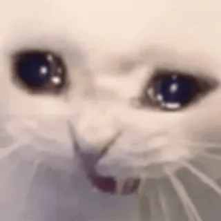 😿 cat, crying, sad, animal, meme, white cat telegram sticker
