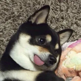 😋 chien, shiba inu, animal, mignon, animal de compagnie telegram sticker