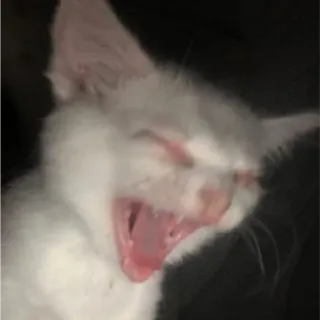 😲 chat, chaton, bâillement, animal de compagnie, animal, chat blanc telegram sticker